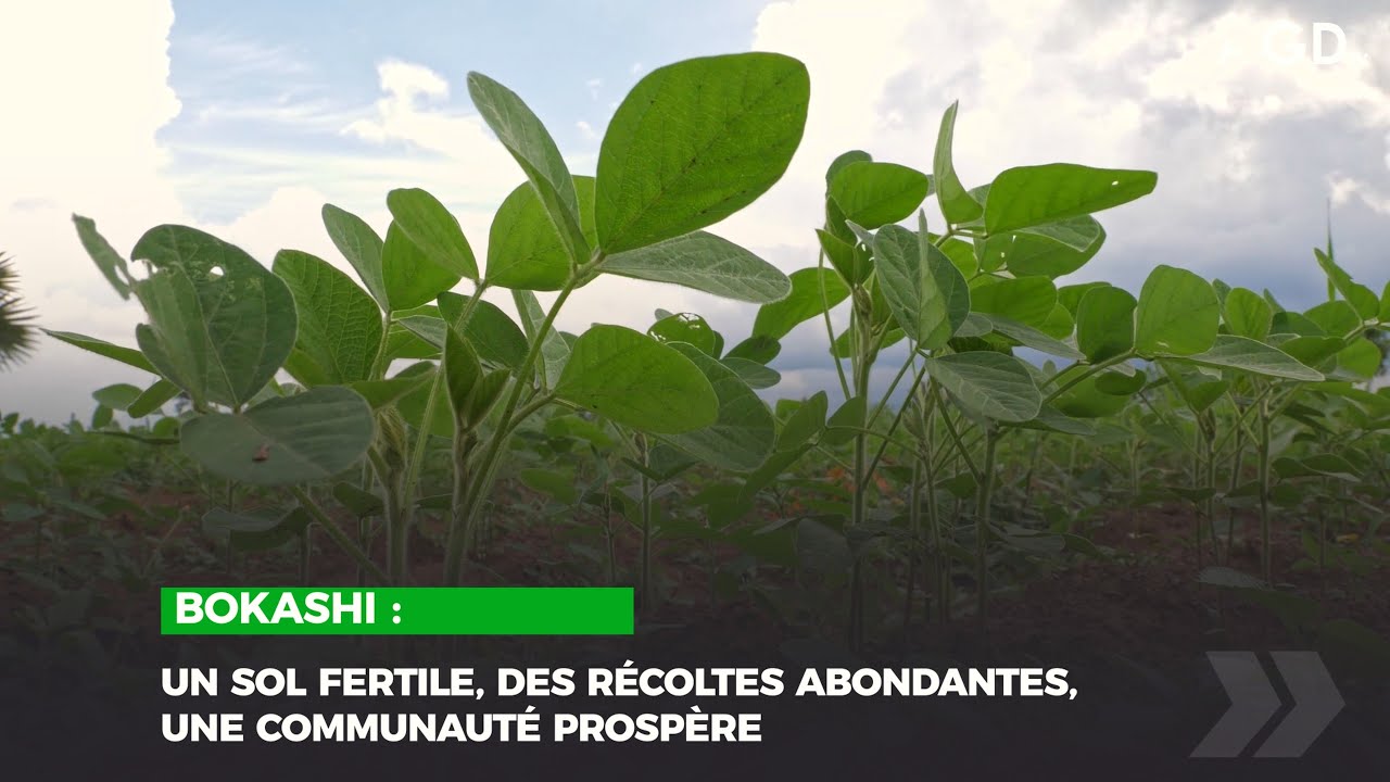 Bokashi : un sol fertile, des r&eacute;coltes abondantes, une communaut&eacute; prosp&egrave;re