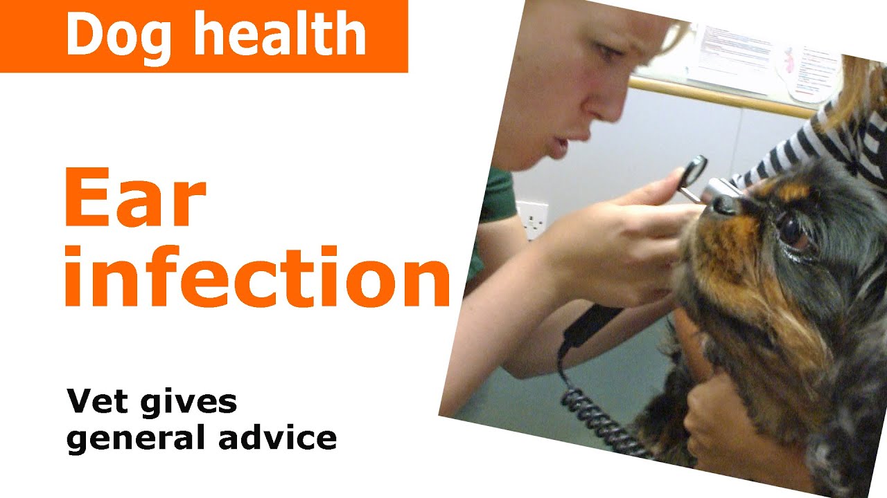 Dog Ear Infections - Vet Advice