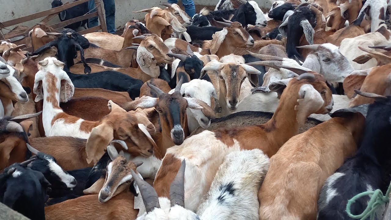 FEIRA DE CAPRINOS E OVINOS EM CAMPINA GRANDE-PB 01.10.2025 CABRAS E OVELHAS 