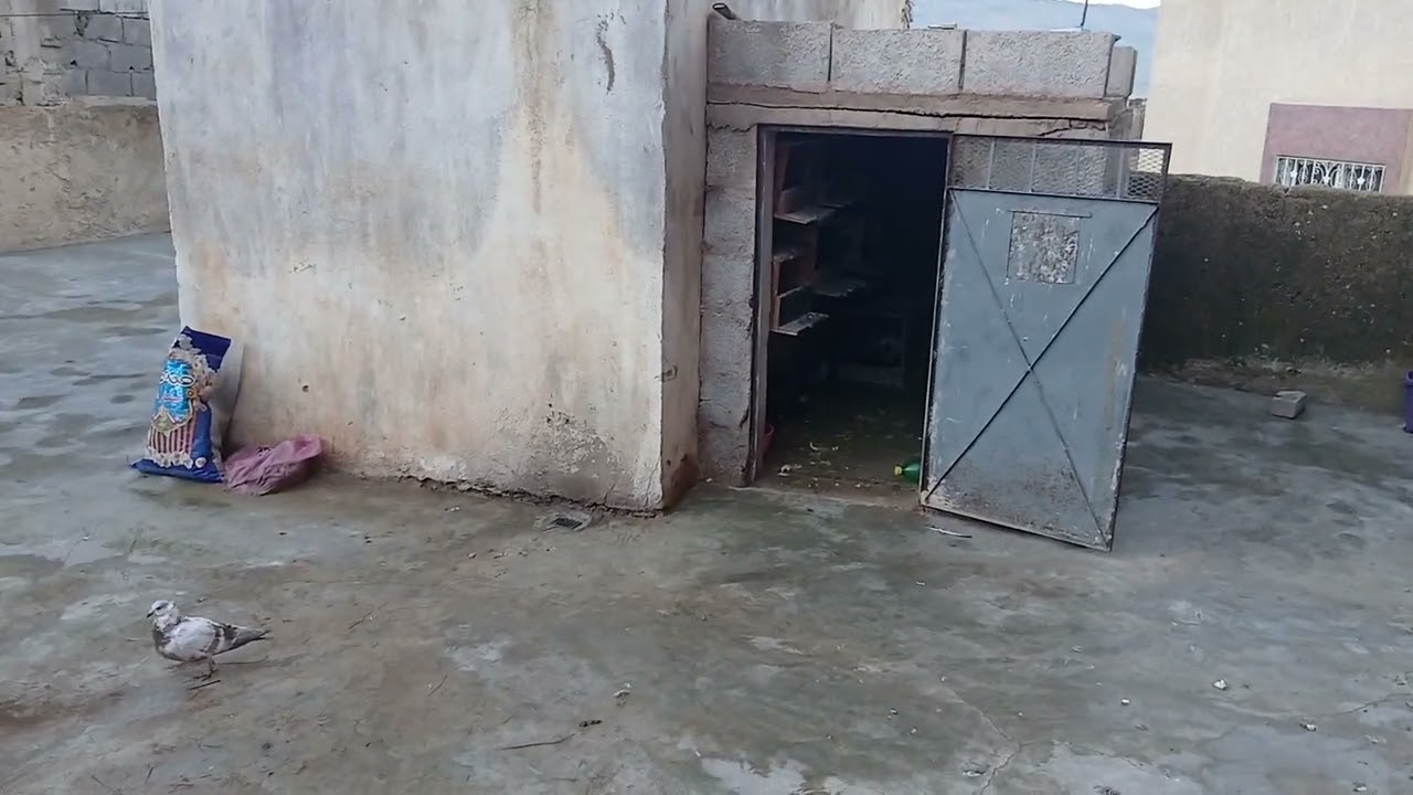 توليعة مسائية في سجينة متوادعة صيد الحمام 🕊💥💥