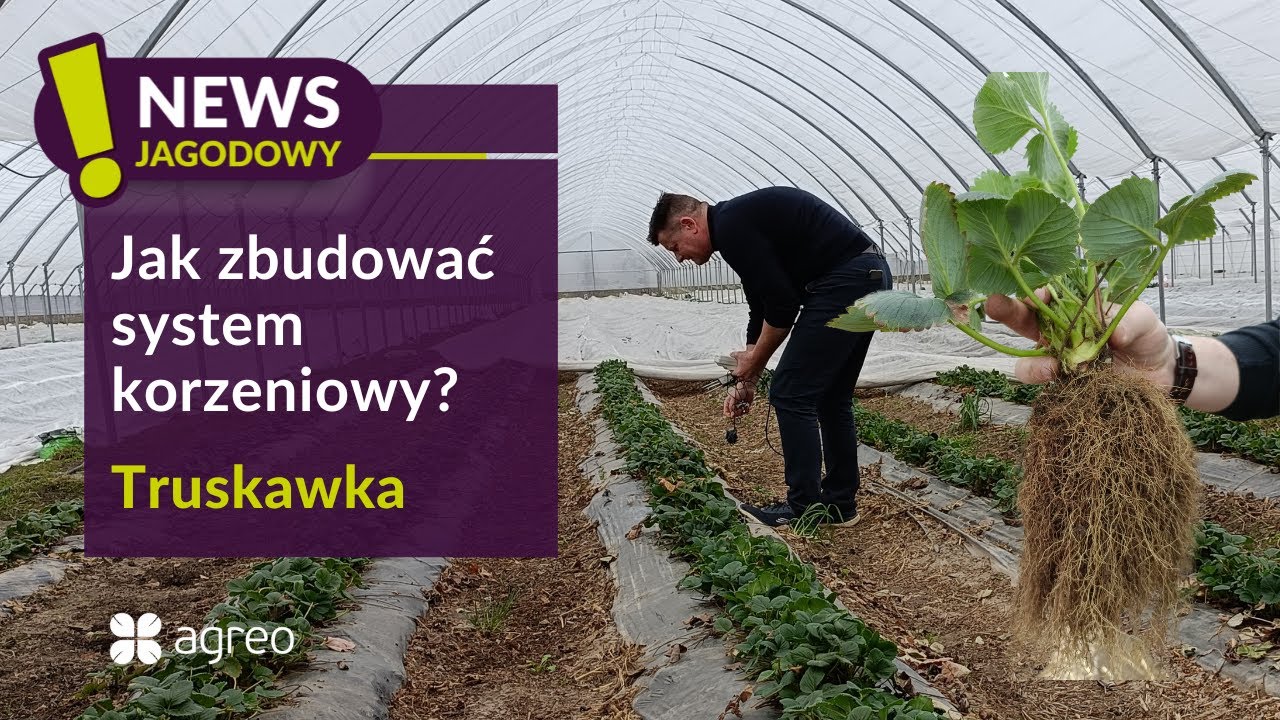 System korzeniowy truskawki - jak zbudować by był silny i wydajny?