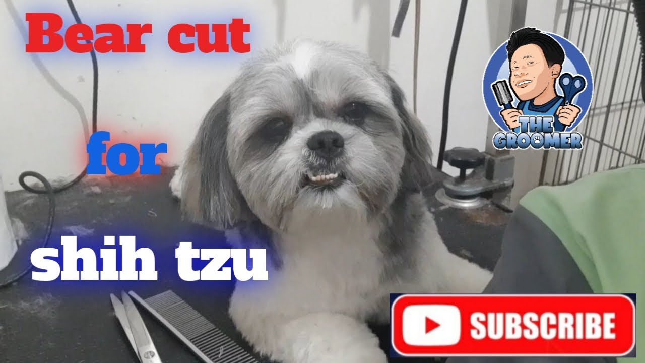 Bear cut for  shih tzu | the groomer VS
