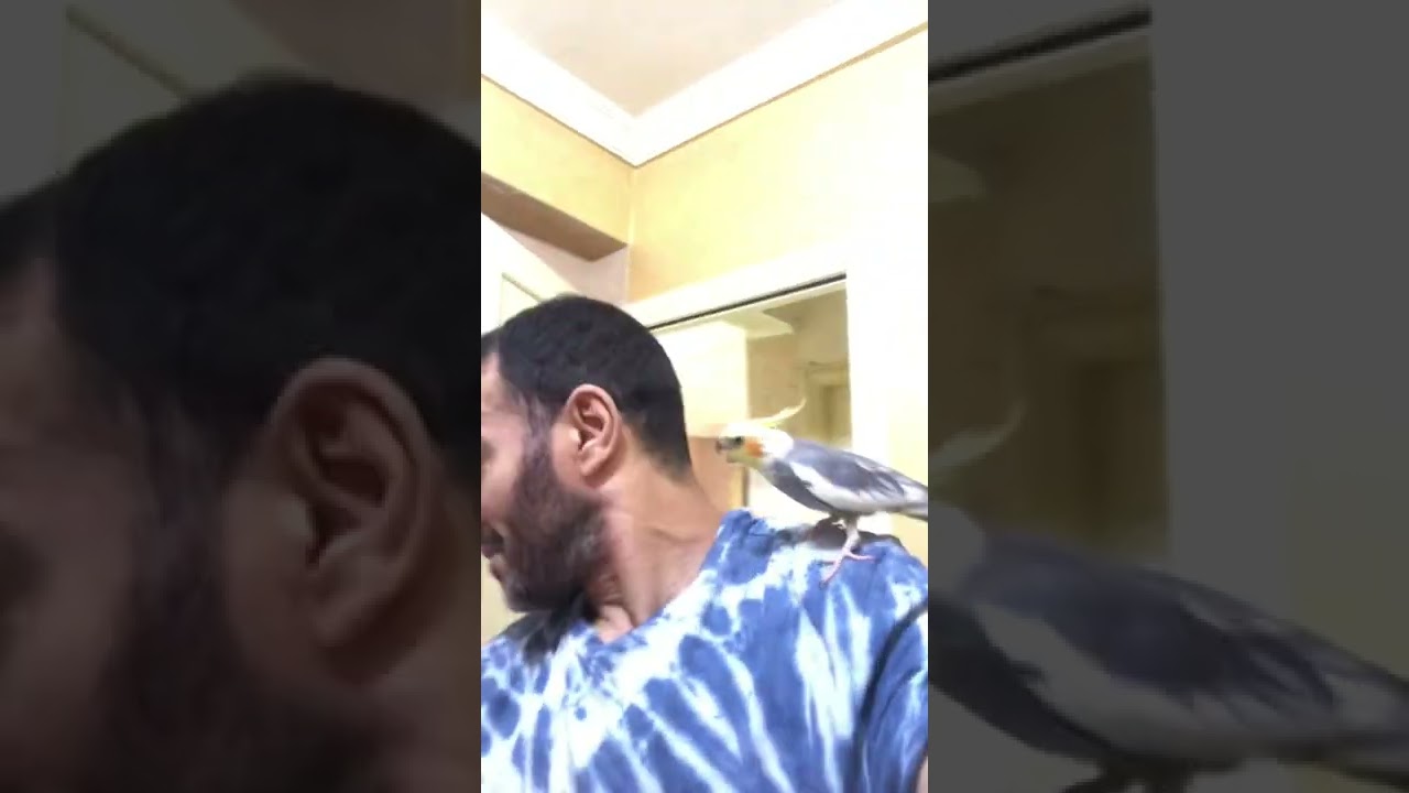 طائر الكوكتيل اصيب بالجنون لا يريدني ان اعلمه شيئ