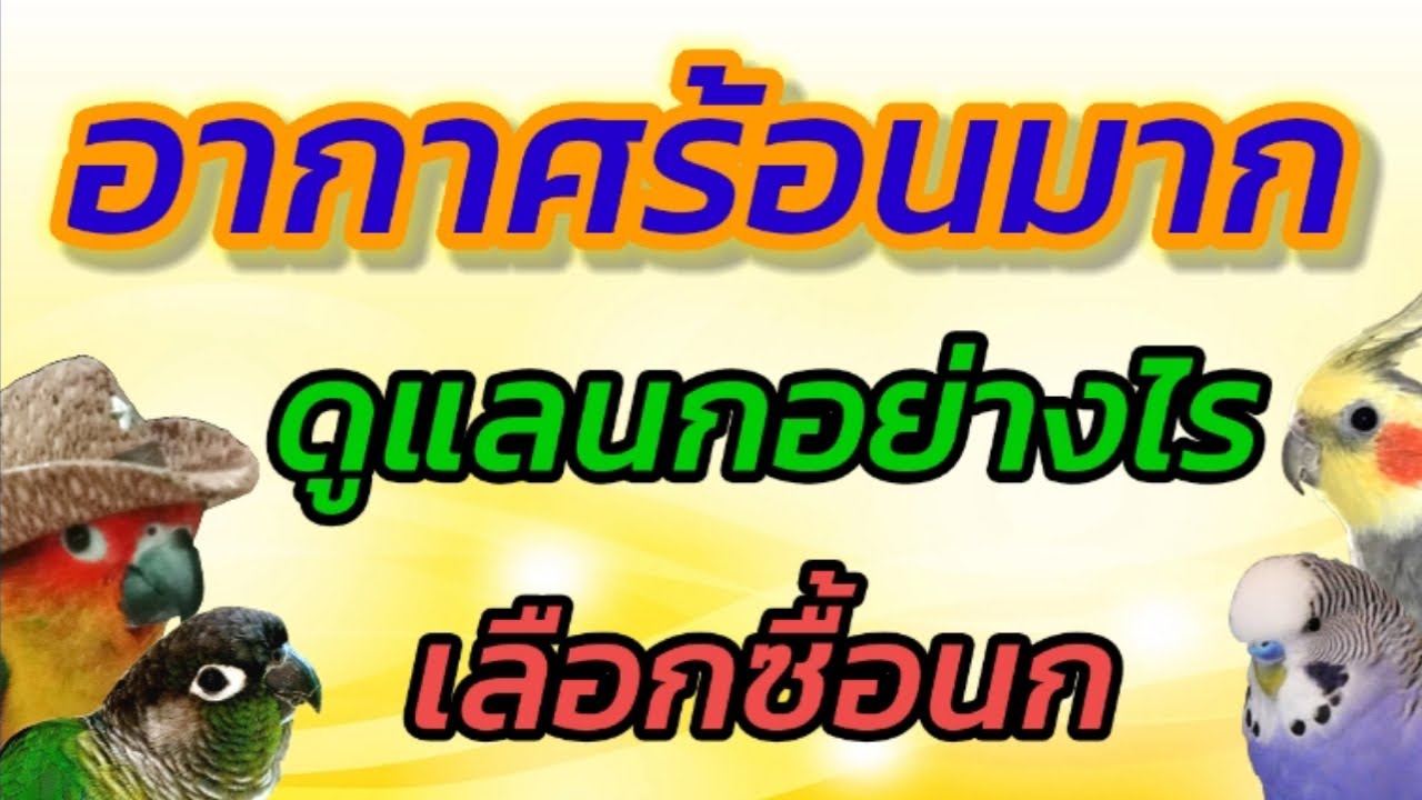 #ดูแลนกช่วงอากาศร้อนมาก #เลือกซื้อลูกป้อน #อาหารนกคลายร้อน #ดูแลรังเพาะพันธุ์