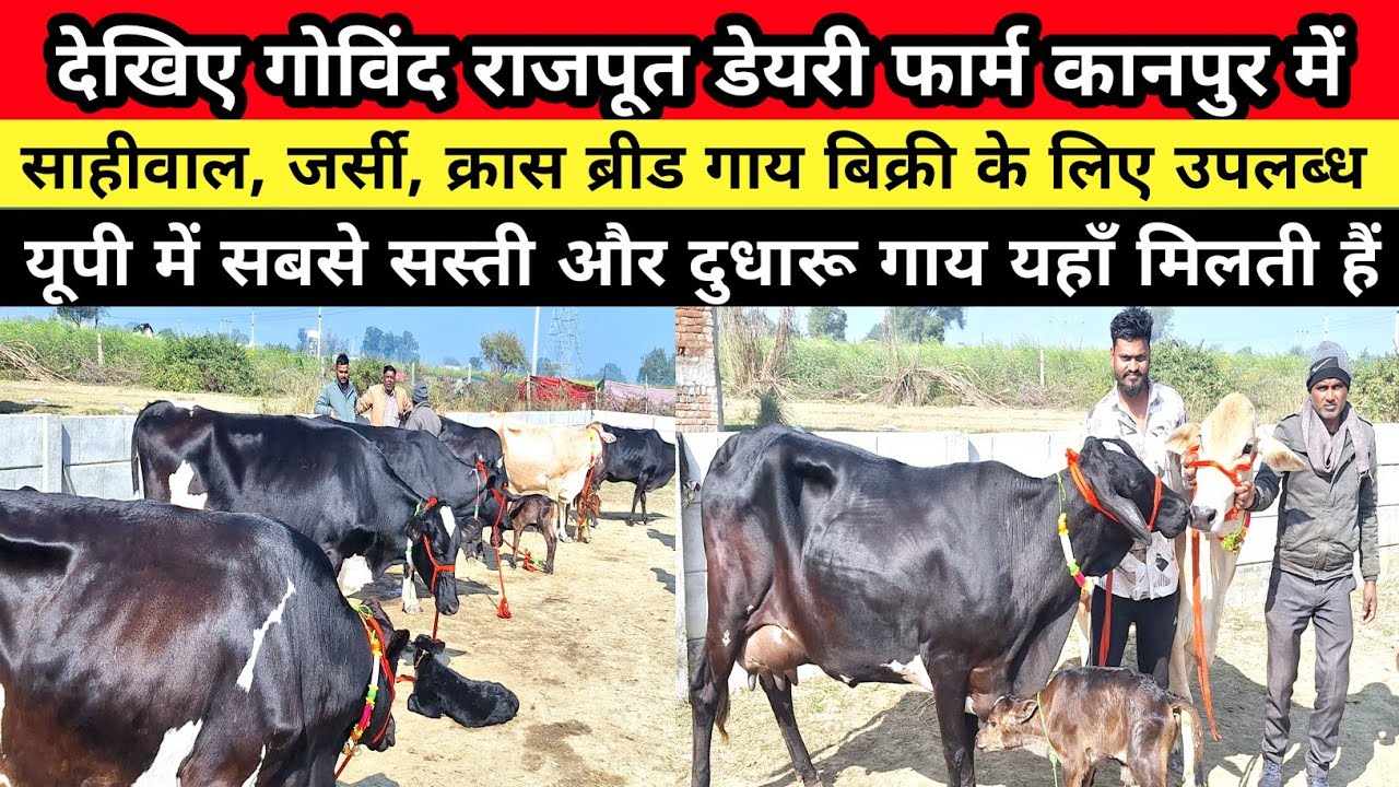 देखिए कानपुर में Hf, jarsi, cross breads उपलब्ध वाजिब दाम पर || govind rajpoot dairy farm | kanpur