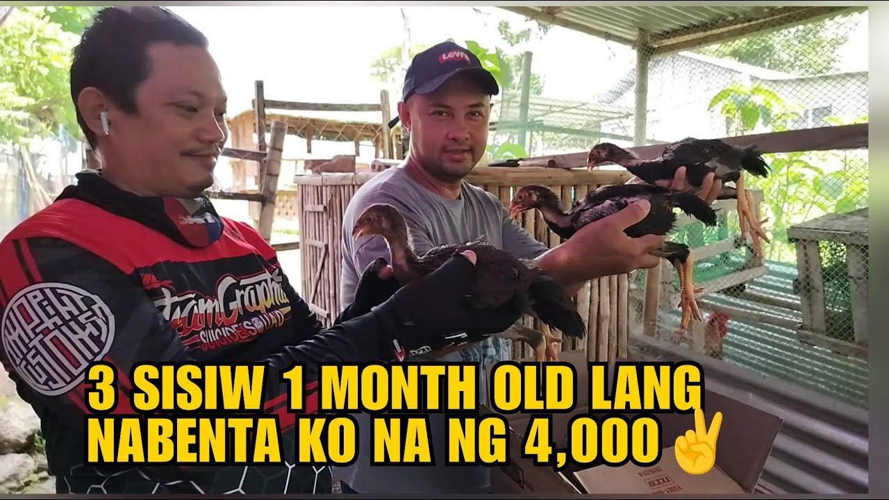 3 SISIW 1 MONTH OLD LANG NABENTA KO NA NG 4,000!