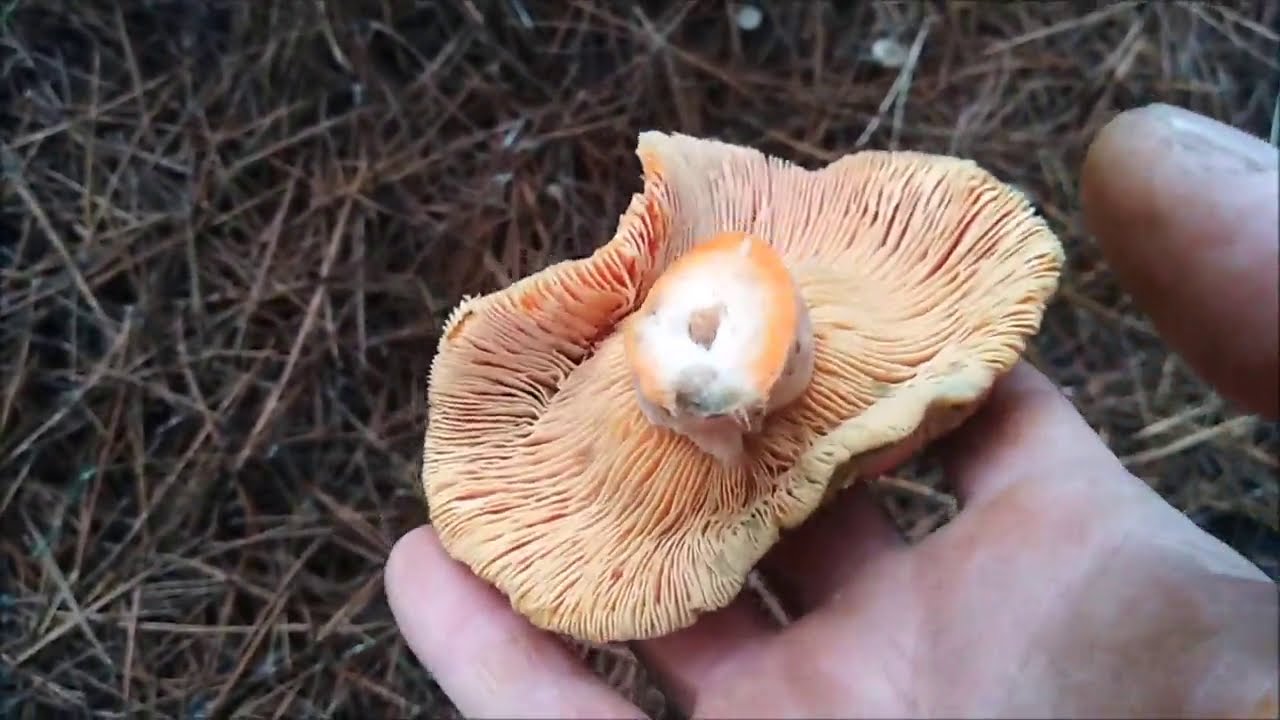 BUSCANDO-NISCALOS (Lactarius deliciosus)