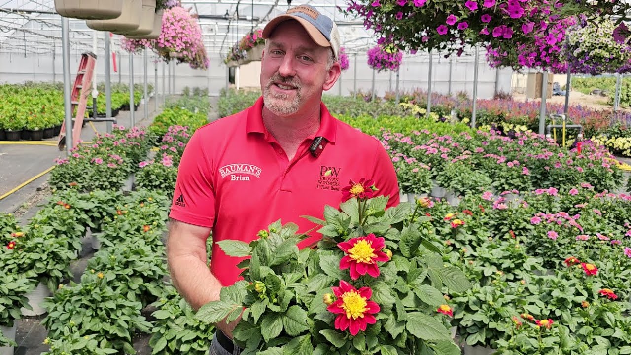 Plants that will do well in the summer heat || Bauman's Farm & Garden