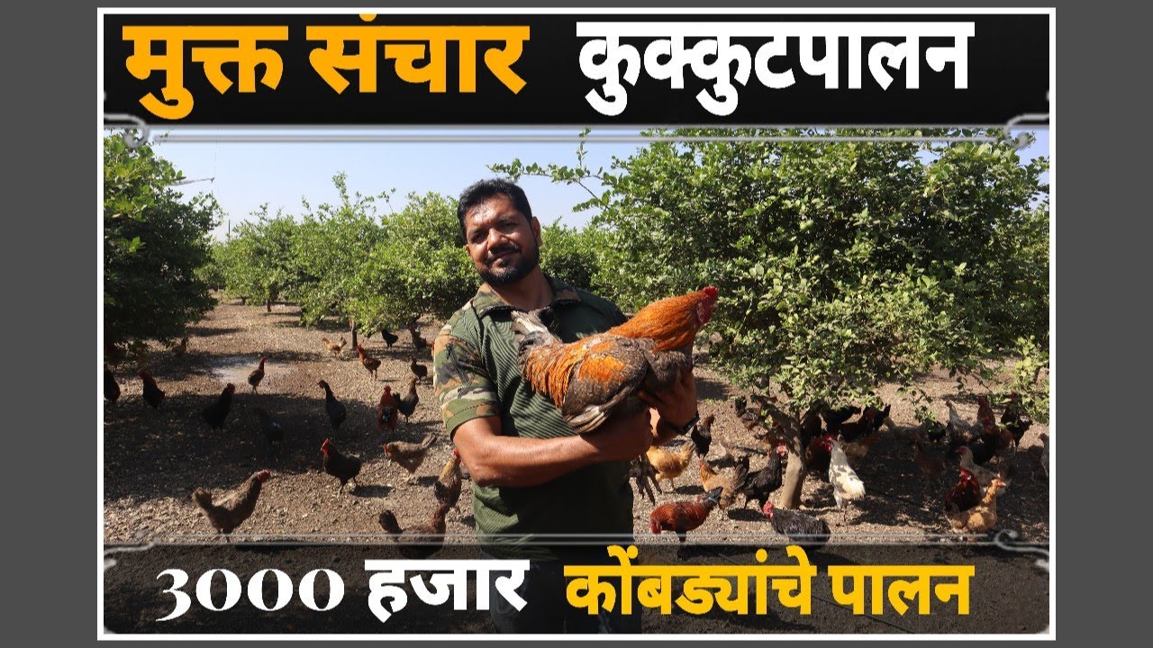 लिंबोनीच्या बागेत 3000 कोंबड्यांचे मुक्त संचार कुक्कुट पालन #poultry #viral
