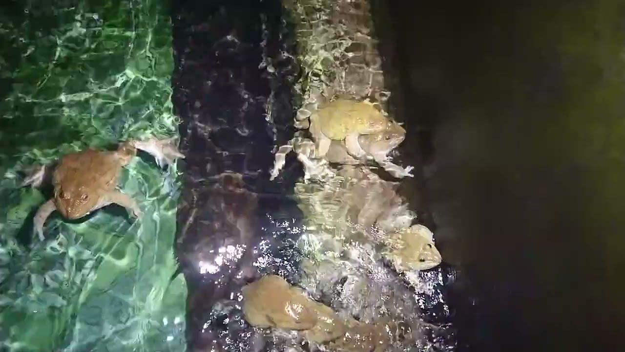 After creating fake rain using a water-based solution for 5 hours to trick frogs into breeding