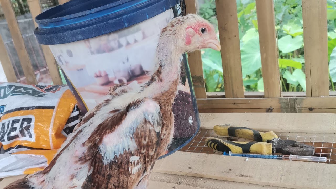 ANO DAW ANG PATUKA NATIN SA ATING SHAMO