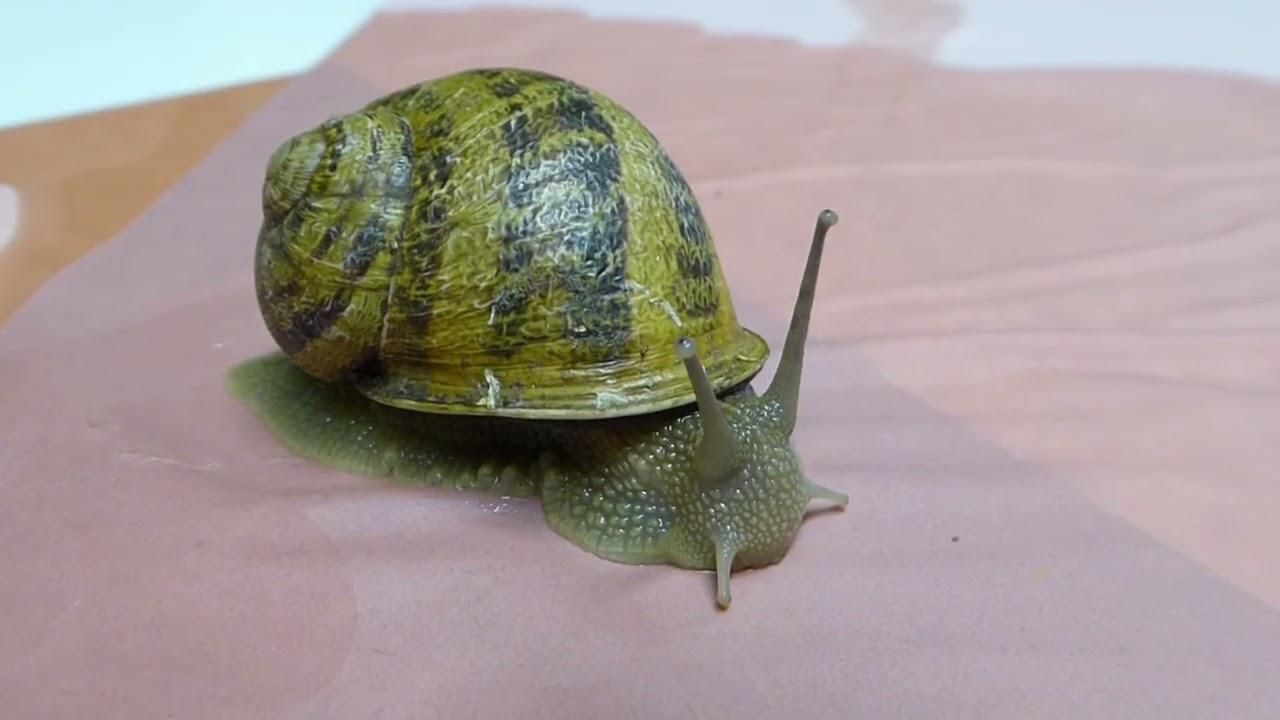 Die Gefleckte Weinbergschnecke (Cornu aspersum) - Fortbewegung und Fressen
