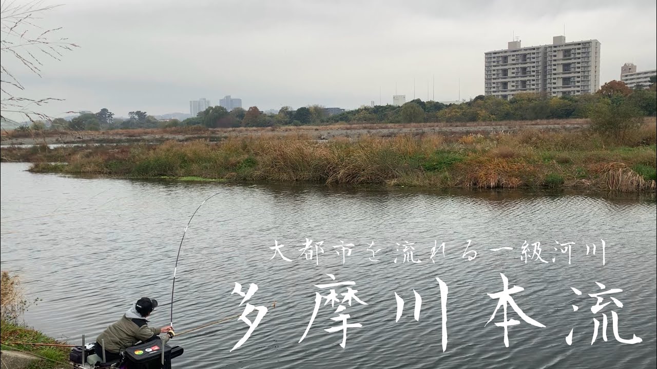都市部を流れる一級河川 多摩川本流 へらぶな釣り