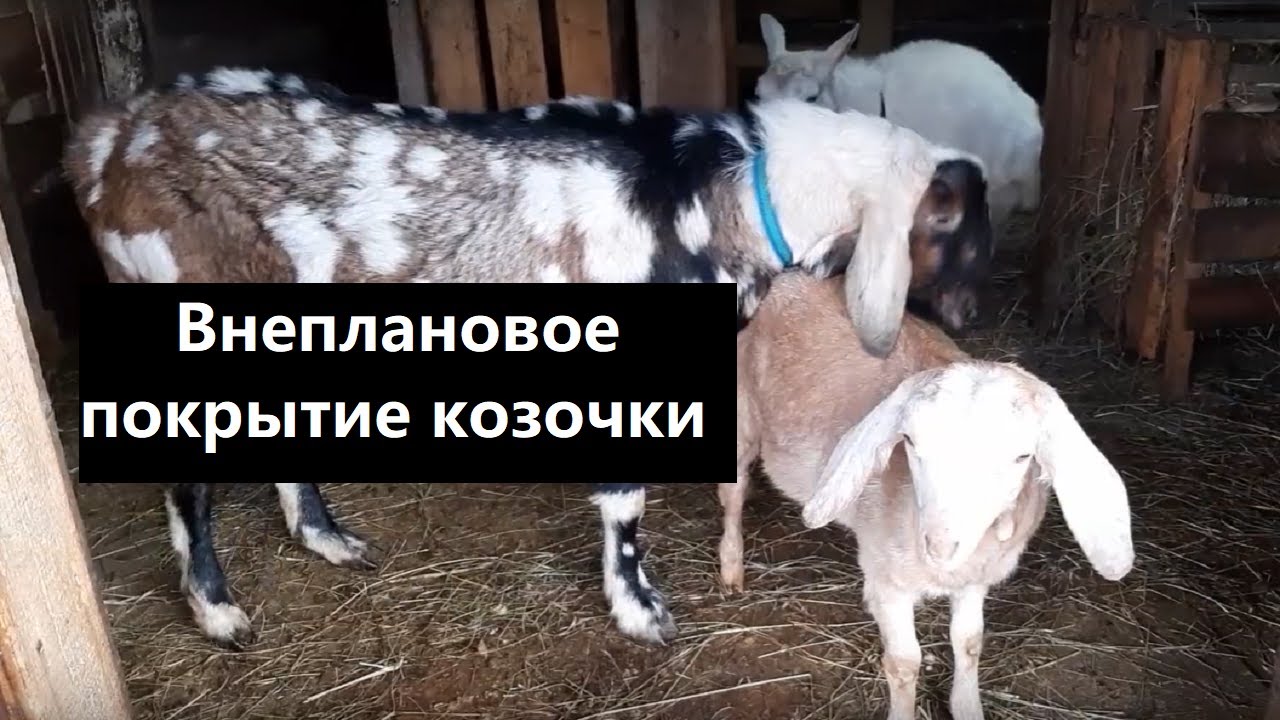 Внеплановое покрытие козочки