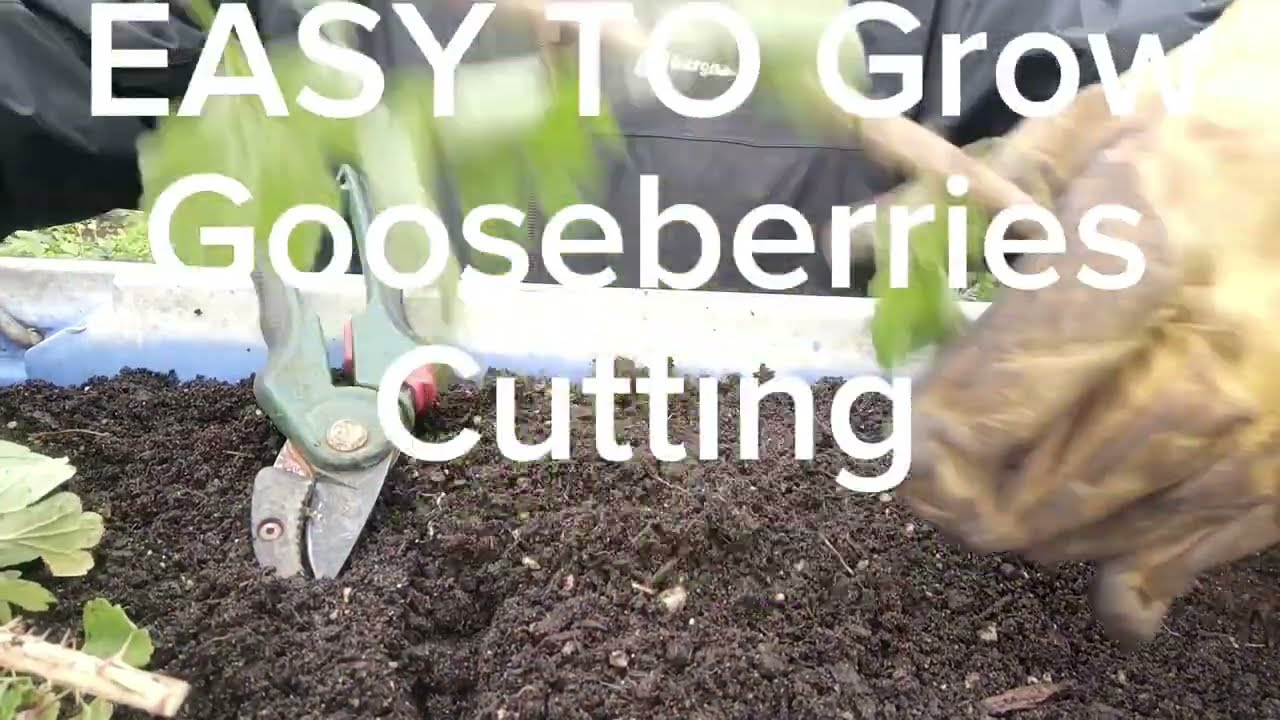How To Propagate Gooseberries plants 