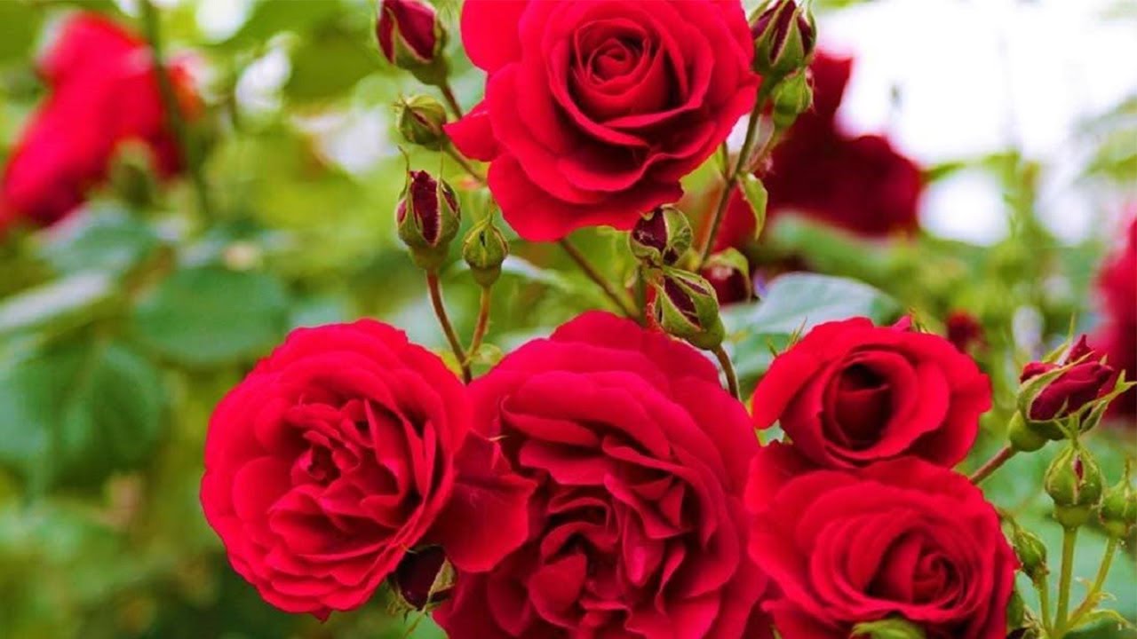 متي وكيف يتم تسميد الورد الجوري بسماد NPK 20/20/20
