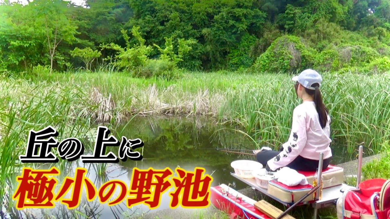 蓮が生い茂る超マニアックな野池でへらぶな釣り！両ダンゴ底釣りでヘラブナを仕留める【一杯館池】