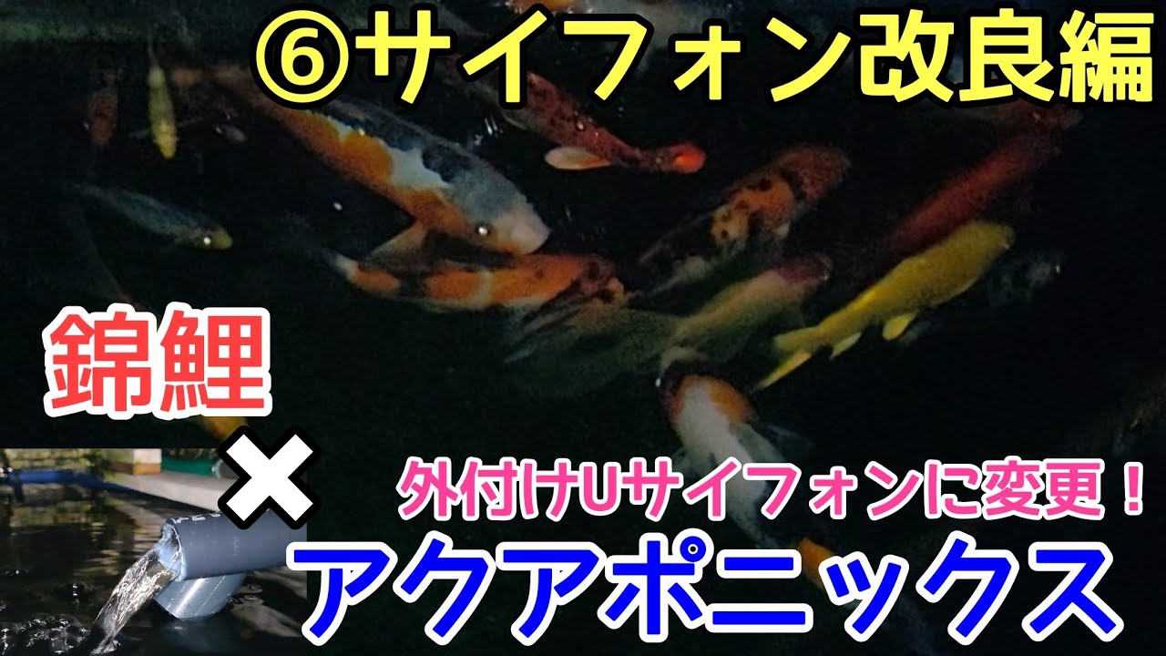 アクアポニックスDIY⑥サイフォン改良編【外付けUサイフォンにチェンジ】