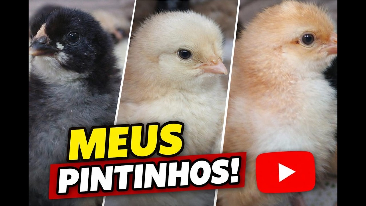 CHOCADEIRA NOVA ESTA DANDO RESULTADO MUITA FARTURA DE PINTINHOS#trending / #trend