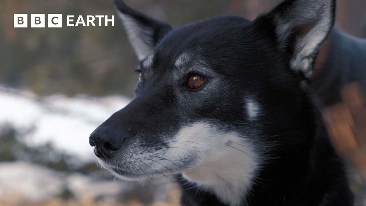 Learning the Art of Dog Sledding | Snow Dogs: Into the Wild | BBC Earth