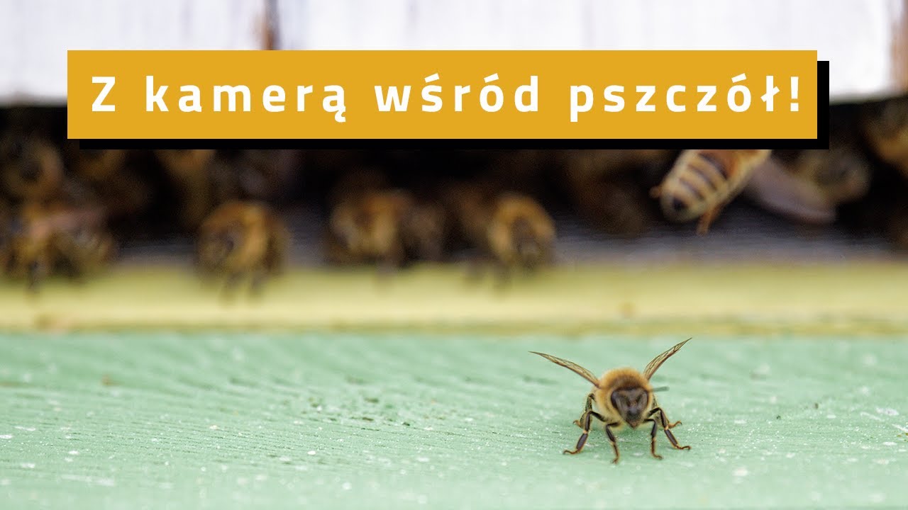 Podglądaj z nami pszczoły. Na Politechnice Wrocławskiej powstało Ulopolis