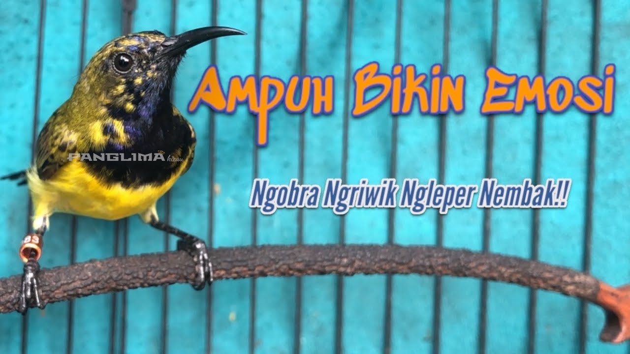 Pancingan PALING AMPUH! Bikin Sogon Ngobra–Ngriwik–Ngleper–Auto Nembak! #pancingansogon #sogongacor 