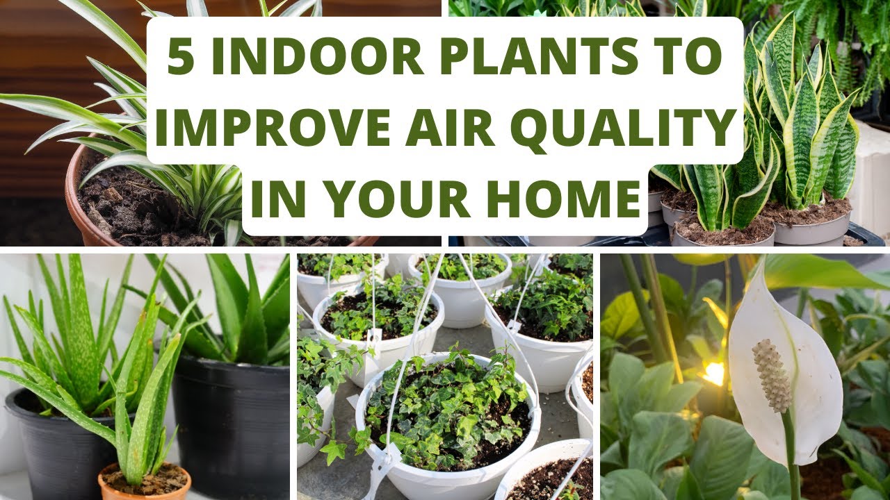 5 Indoor Plants to Improve Air Quality in Your Home