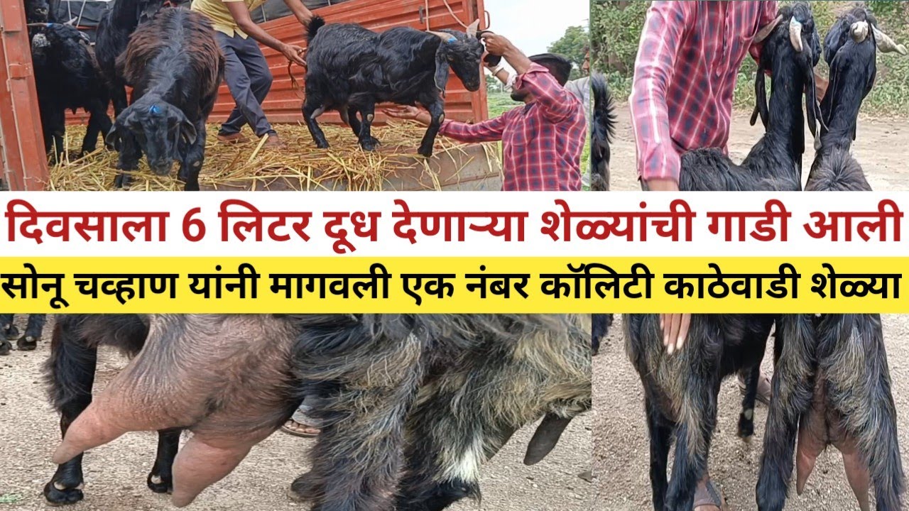 दिवसाला 6 लिटर दूध देणाऱ्या शेळ्यांची गाडीआली सोनू चव्हाण यांनी मागवली 1 नंबर कॉलिटी काठेवाडी शेळ्या