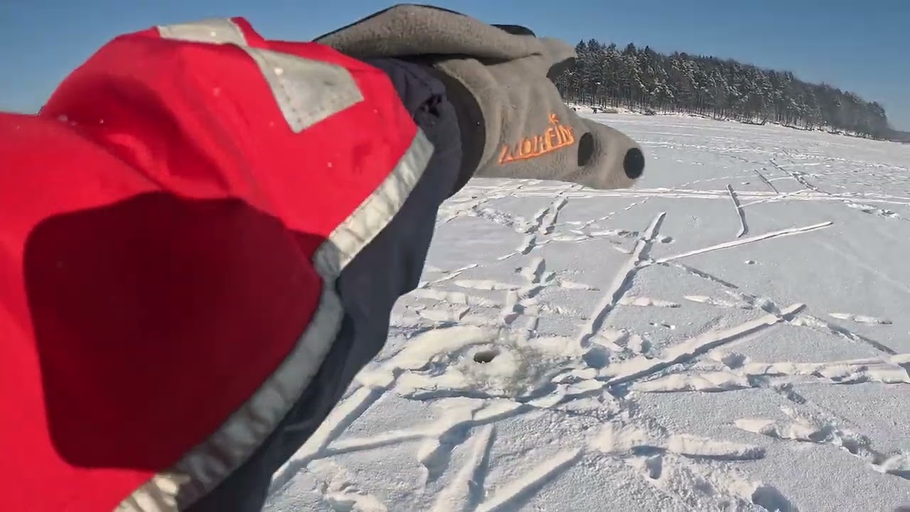 Perch Ice Fishing Kaunas Reservoir 01 02 2026