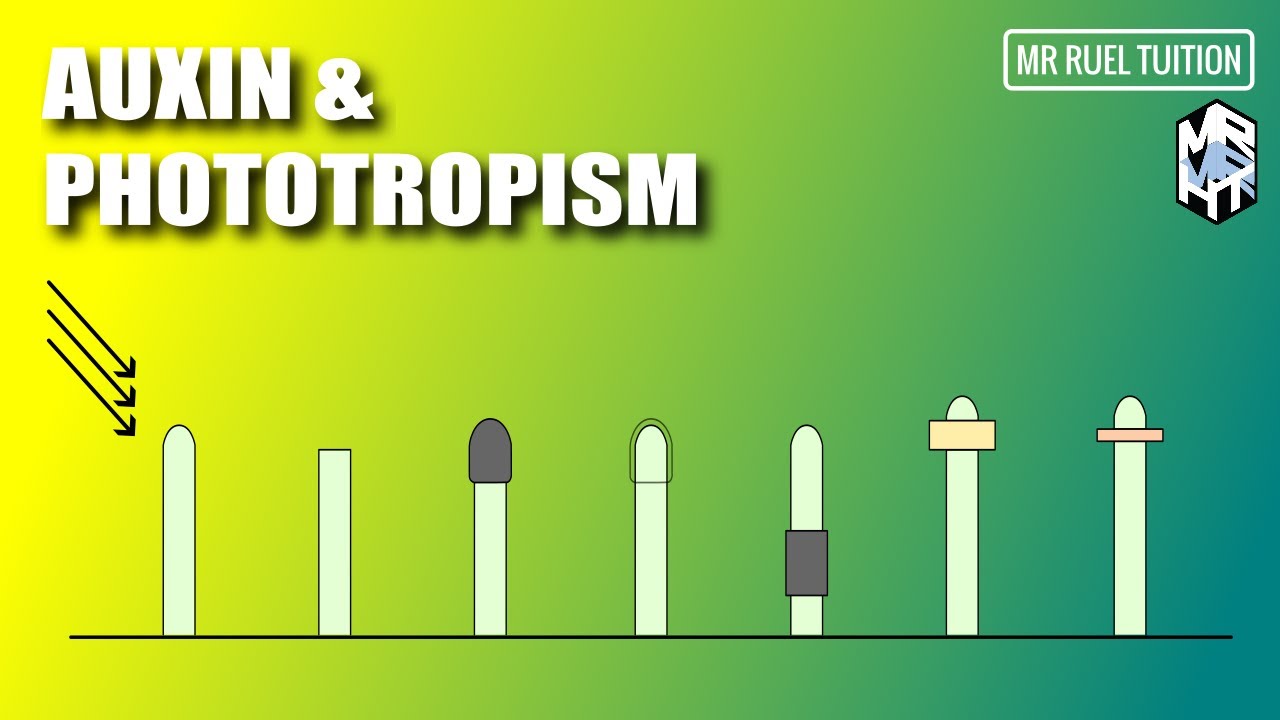 Role of Auxin in Phototropism