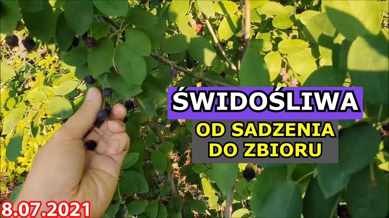 Przebieg Uprawy Świdośliwy OD SADZENIA DO ZBIORU