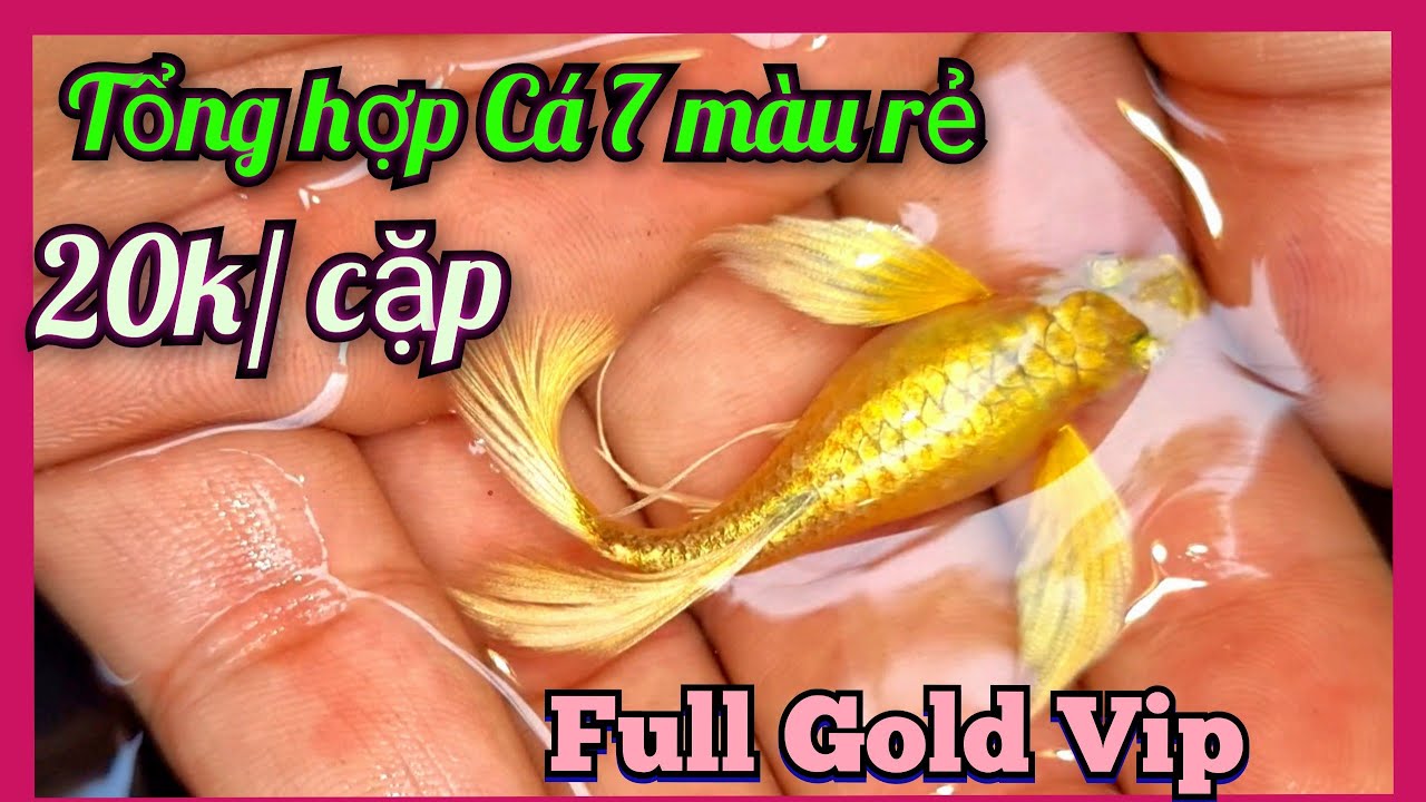 Tổng hợp 1 số cá 7 màu 10k,20k cá nhà làm tại shop hiếu cá cảnh