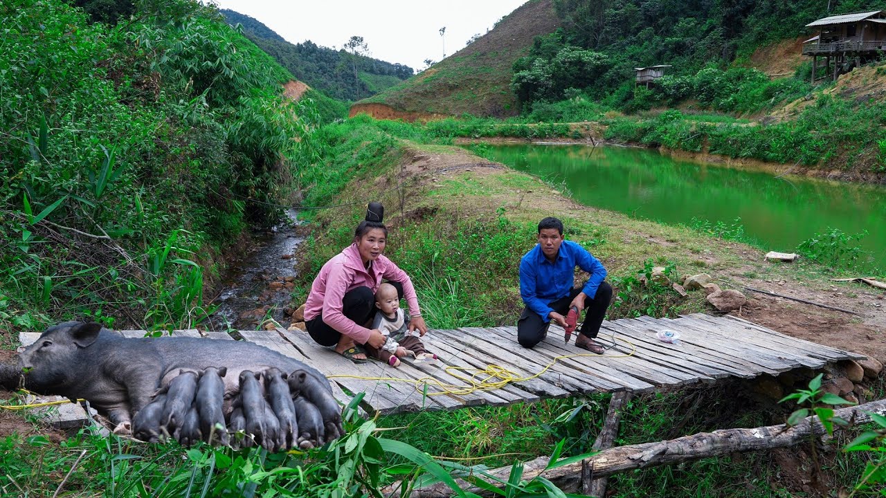 Find Newly Born Piglets, Repair Bridge Over Stream At Farm | Family Farm