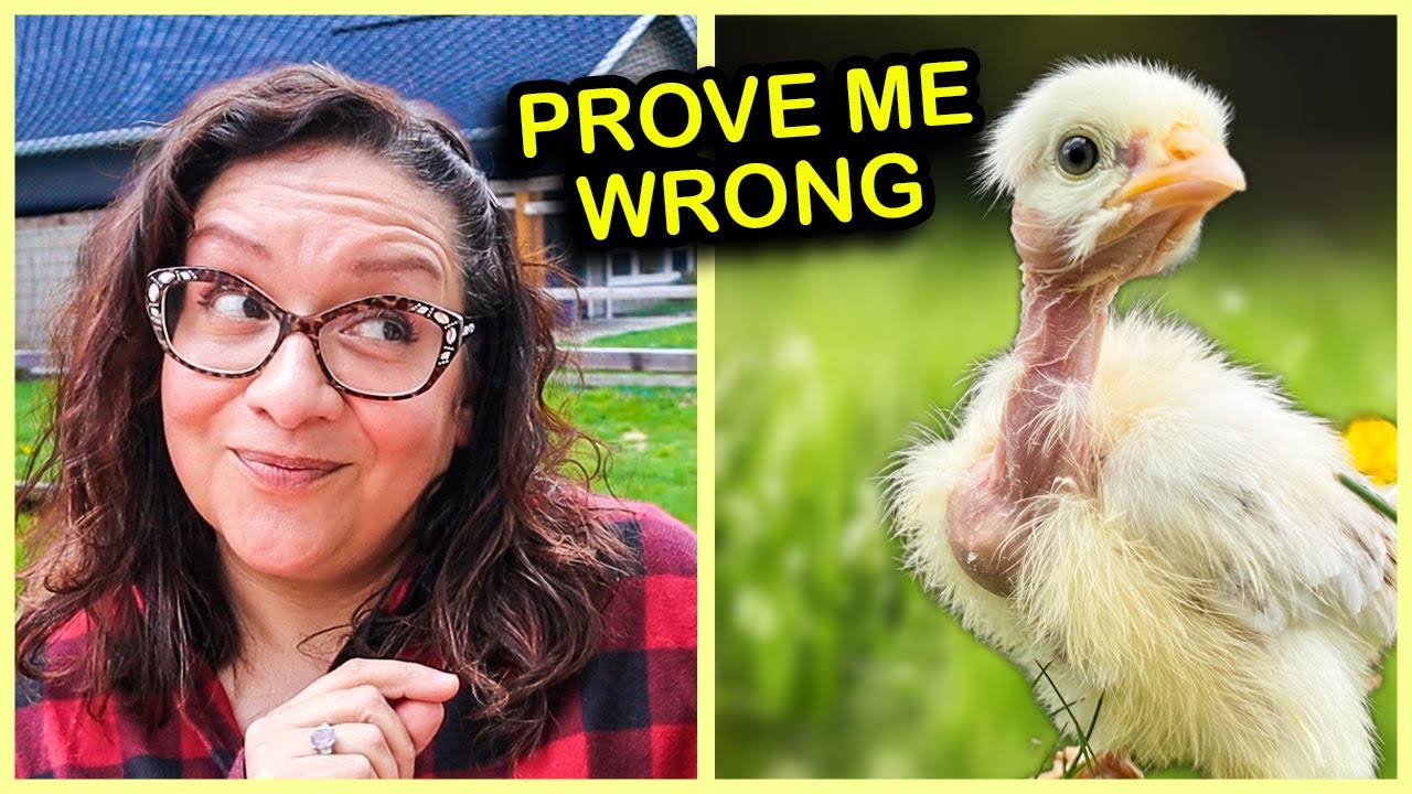 The Cutest Chicken on Planet Earth