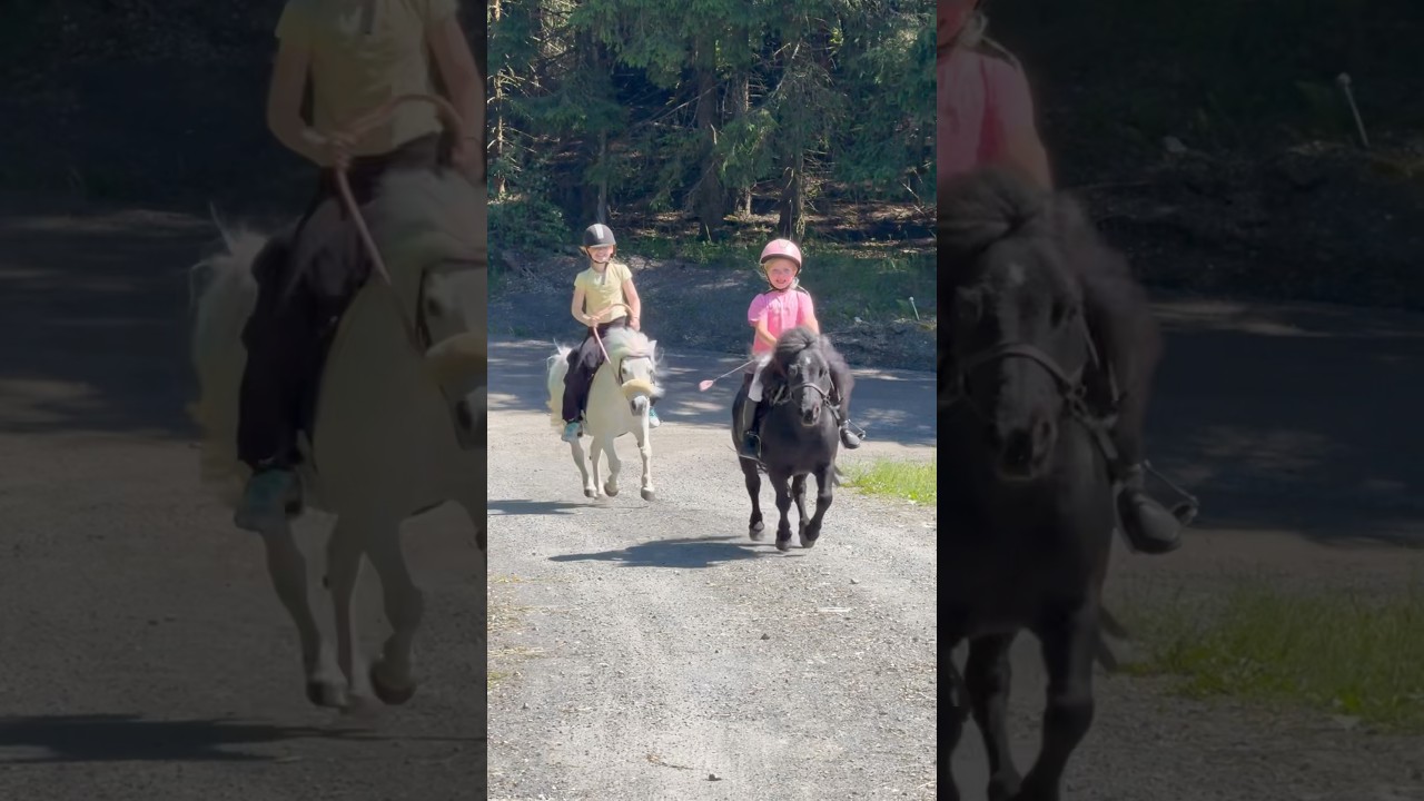 Dream life ❤️ #shorts #horse #pony