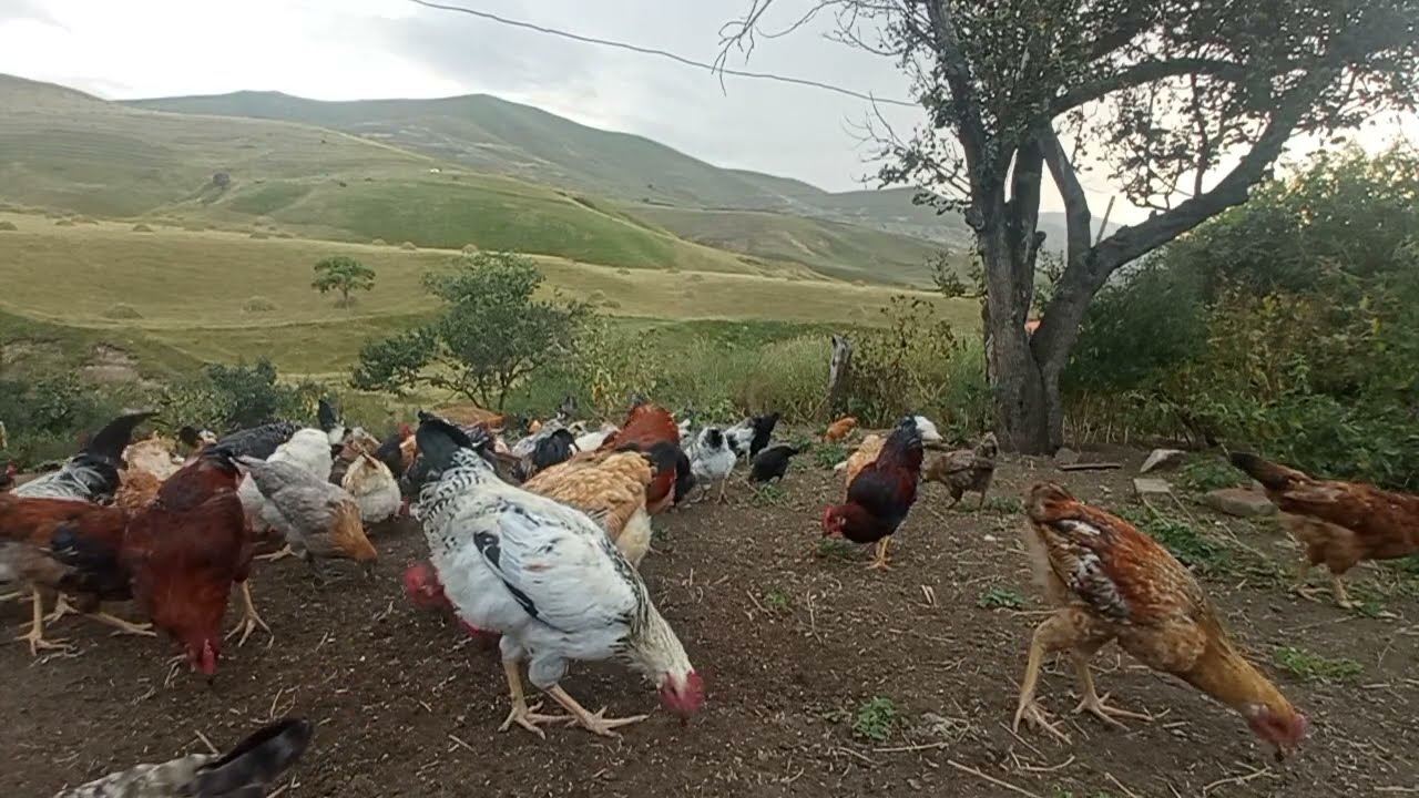 Toyuqlarda və cücələrdə kix xırıltı hansı səbəbdən olur və onun müalicəsi ❗