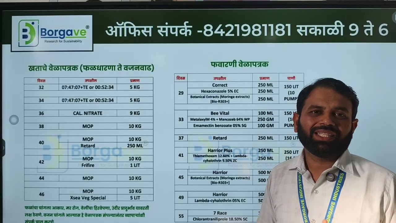 31 ते 50 दिवस या चुका करू नका? #borgave_technology #कलिंगड #टरबूज