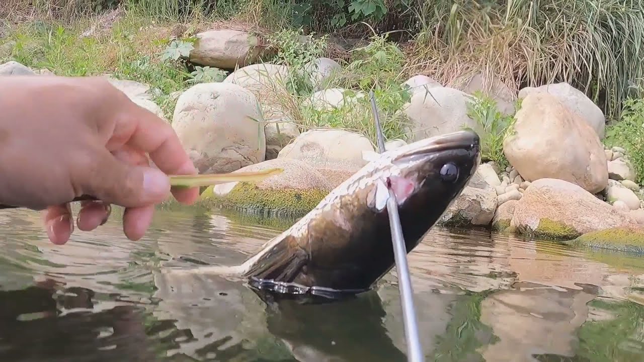 Catch and Cook: Spearfishing | Dambuhalang Dalag Di Makapiglas sa Sipat ng Aking Pana.