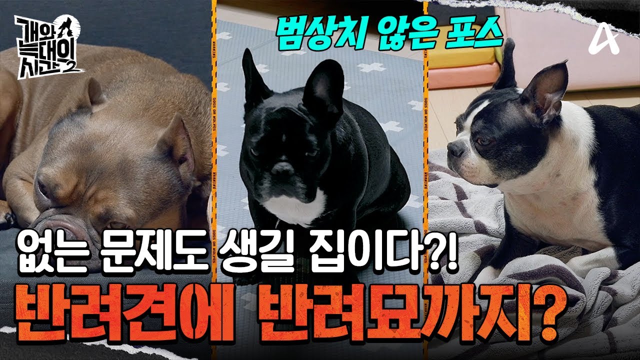 한 지붕 4강아지 2고양이! 없는 문제도 생길 집이라고 말한 강형욱 훈련사 | 개와 늑대의 시간2 10 회