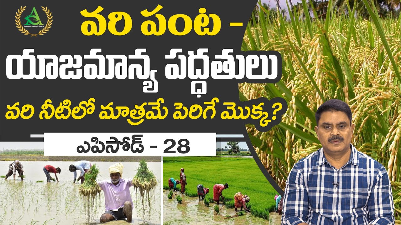 ఎపిసోడ్ 28 _ వరి పంట - యాజమాన్య పద్ధతులు  | Annapurna Agri space | Agriculture in Telugu  #Rice Crop