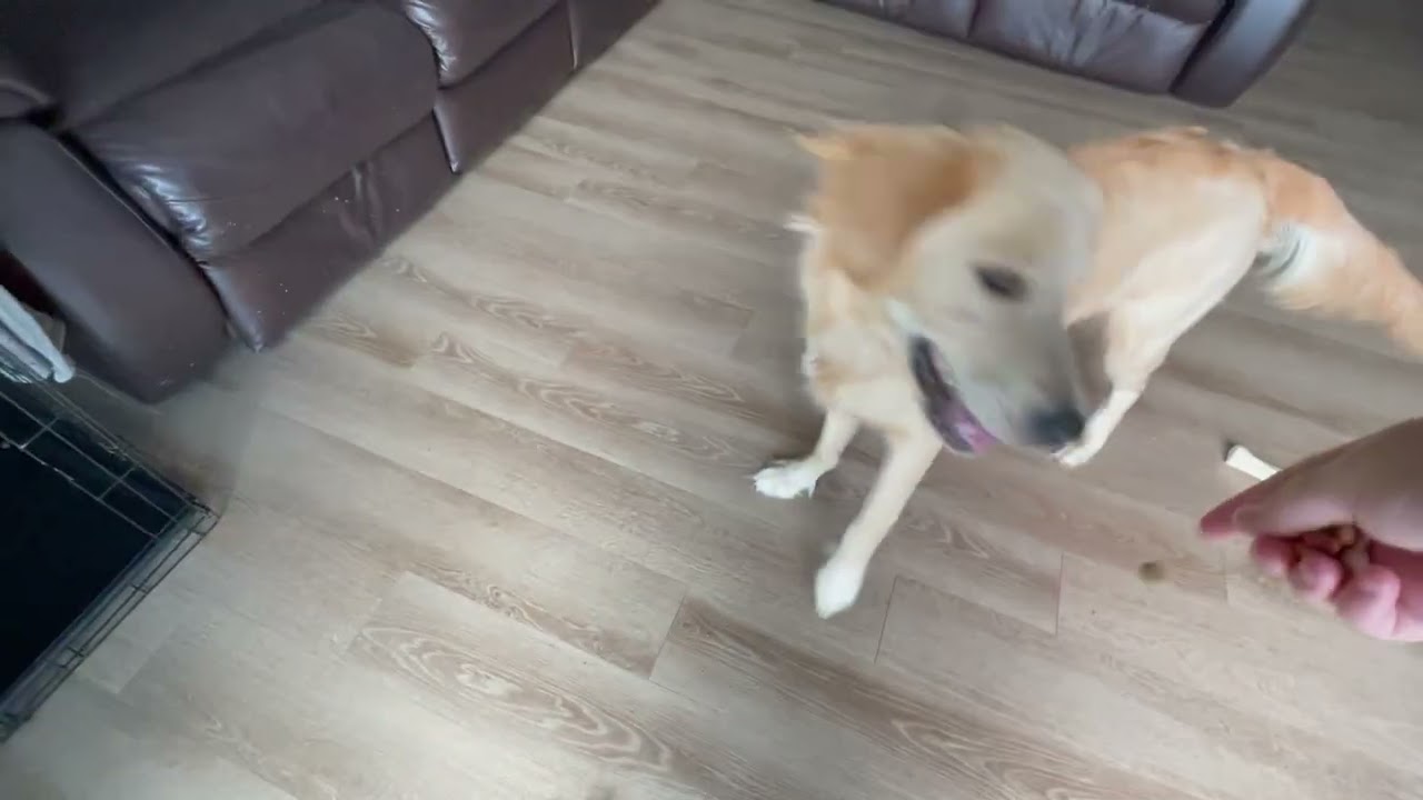 Ping Pong Kennel Training