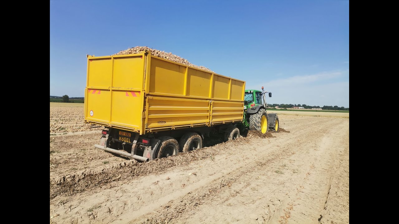 Cibule 2021 / Onion harvest 2021