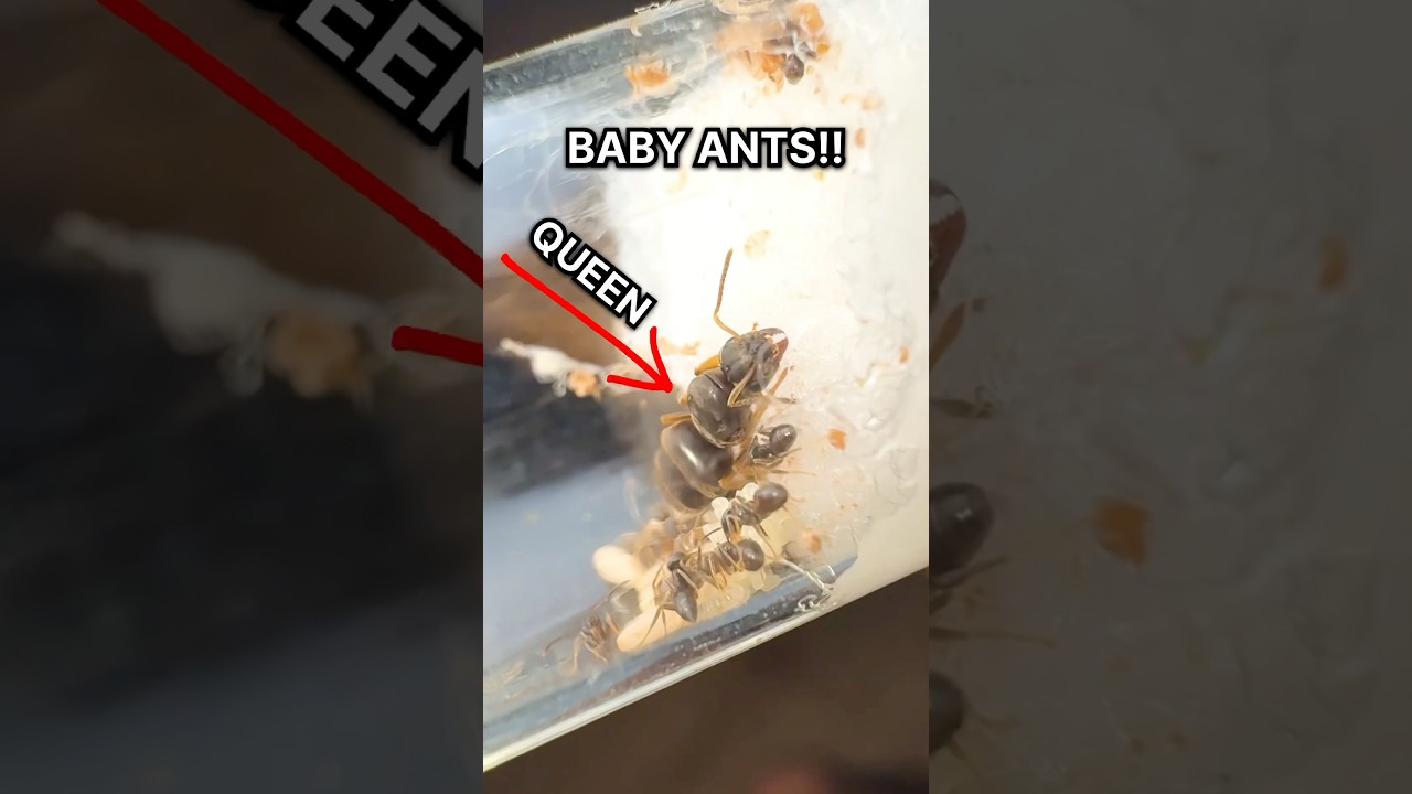 MY QUEEN ANT HAS BABIES!!