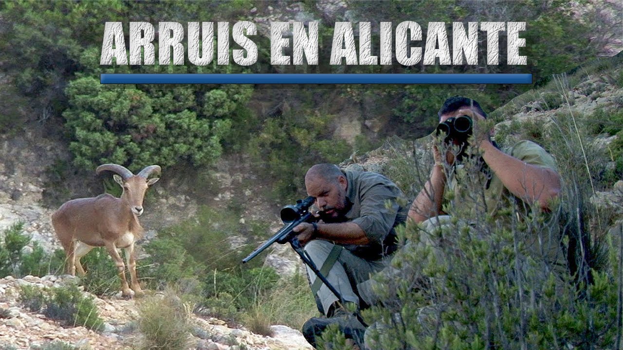 Arruis en Alicante