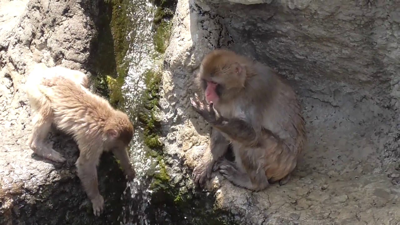 Japanese Macaques 【Ichikawa Zoological and Botanical Garden in Chiba Prefecture,Japan】