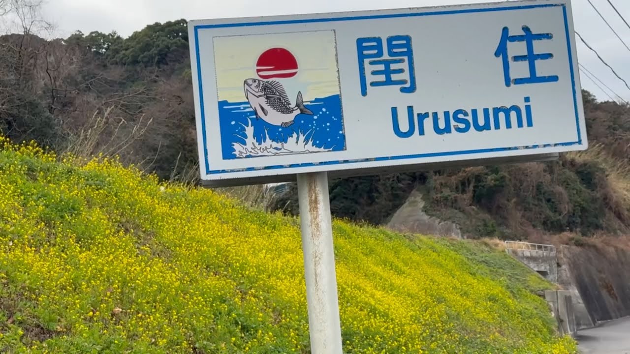 2026/02/10　三.五分咲き　閏住の菜の花畑　その５　〜愛媛県伊予市〜