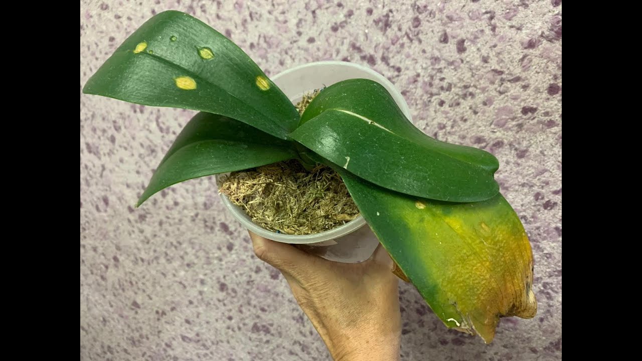 AMARELOU A FOLHA DA ORQUÍDEA? SAIBA PORQUE!