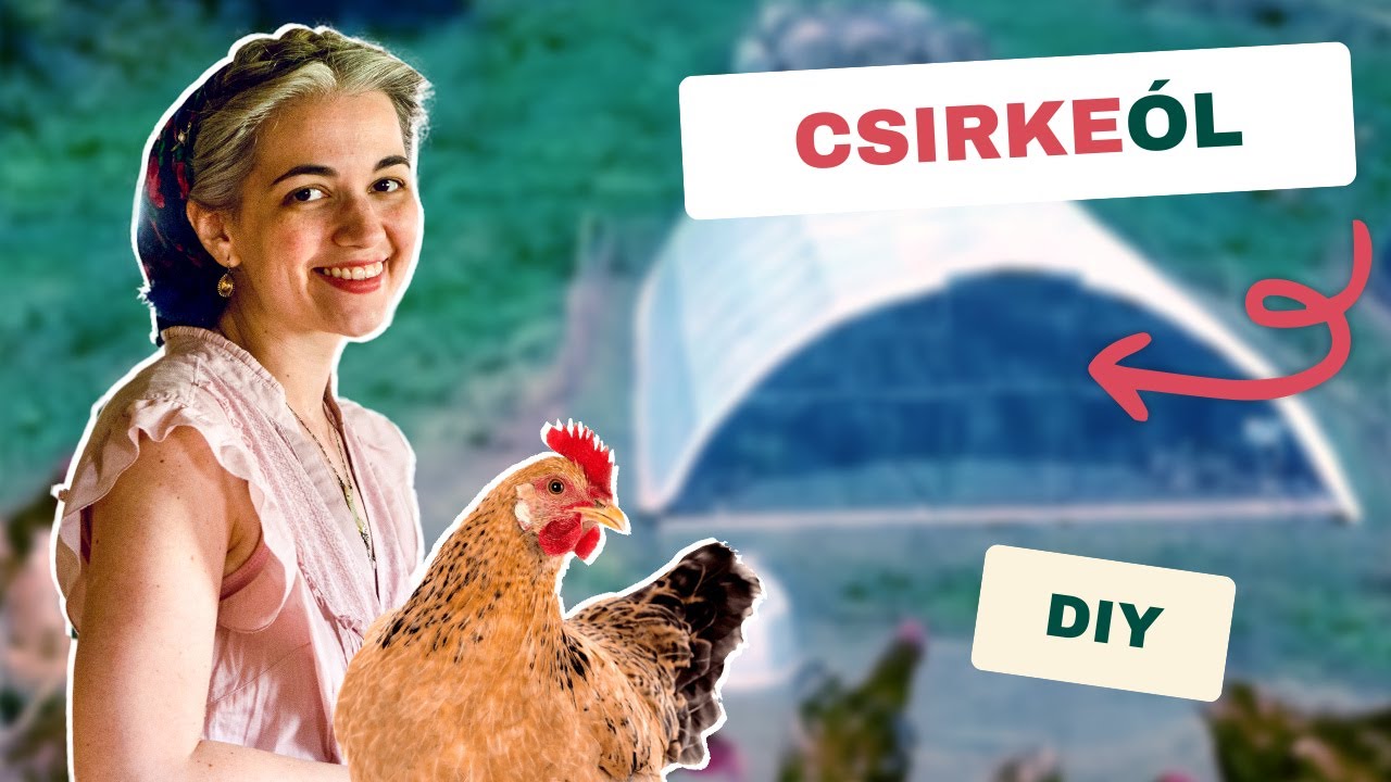 Új csirkeólak 500 csirkének!