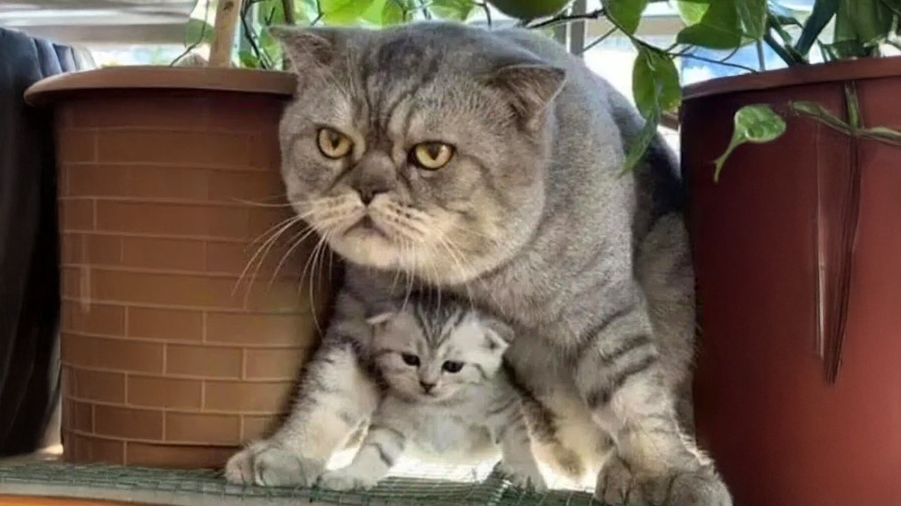 Cats being parents for the first time 🐈🤣 Funny and cute cat videos