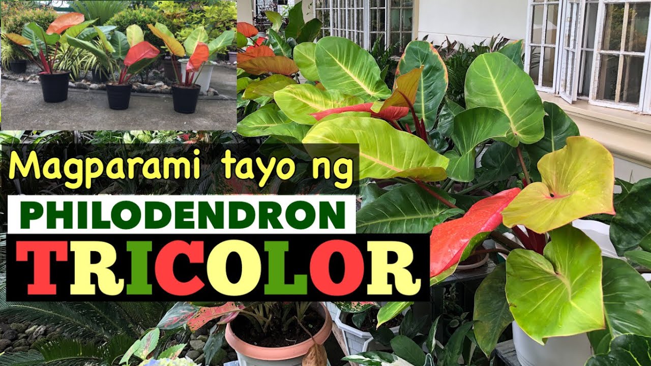 Philodendron Tricolor Propagation